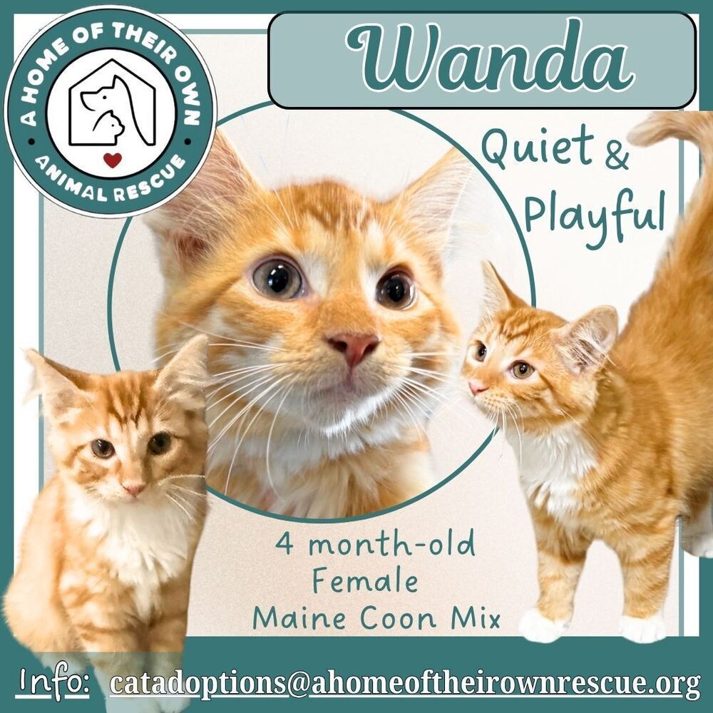 AHomeOfTheirOwn's tweet photo. Wanda is a precious, quiet, playful, fluffy, orange and white Maine-Coon Mix. She and her sister, Maryann are nearly 4 months old. Wanda is looking forward to finding a forever home and a family to love.

Reach out to Natalie via email at: catadoptions@ahomeoftheirownrescue.org https://t.co/QzRtr8G3cW