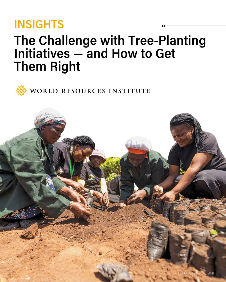 🌲Odds are you've seen companies and nonprofits promising to plant a tree for every purchase or every dollar donated.

❌However, without careful consideration of the species, location or the nearby communities, trees may not survive long-term.

🔗As we need more trees than ever,