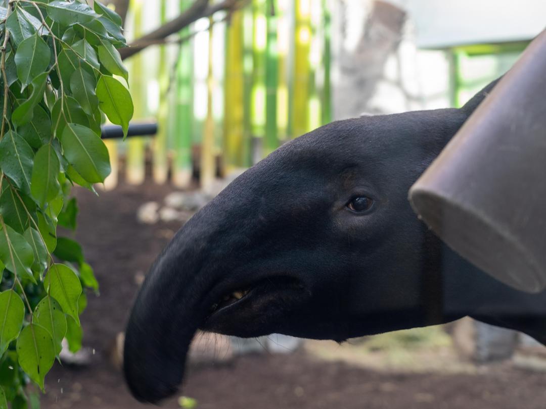 calgaryzoo's tweet photo. It’s #WatermelonWatchWednesday! 🍉

Lately, 'Sempurna' has been resting on her side more — a common behaviour for tapirs nearing birth. Her care team is keeping a close eye on her and making sure she has everything she needs for this important milestone.🫶

#YourZooYYC https://t.co/7Y9avFhncc