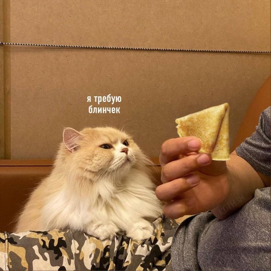 Эта рыба пила (@dec_offspring) on Twitter photo 