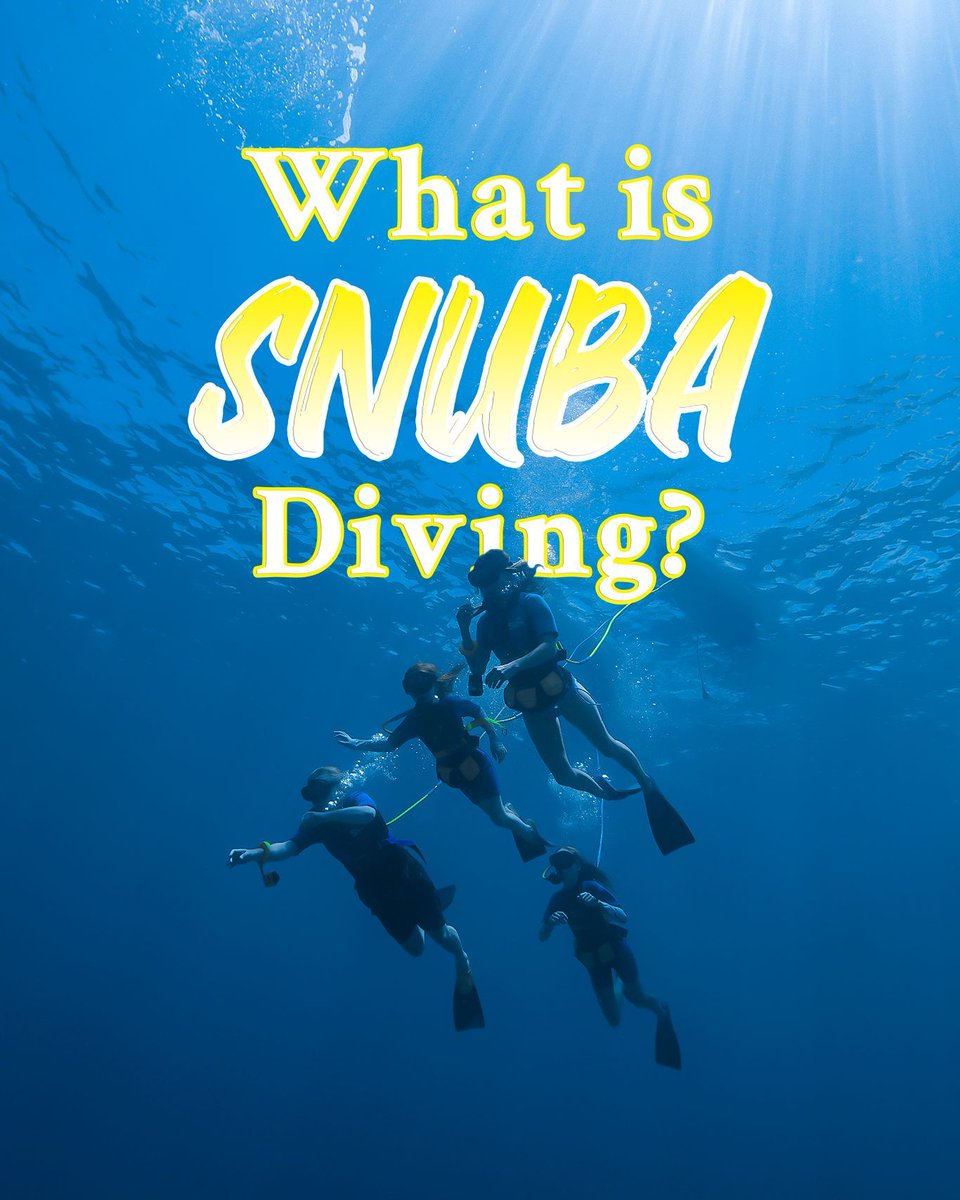 Not quite scuba, not quite snorkeling—SNUBA is the best of both worlds. Find out how it works and where to try it in Maui in this 2025 guide! prideofmaui.com/blog/activitie…