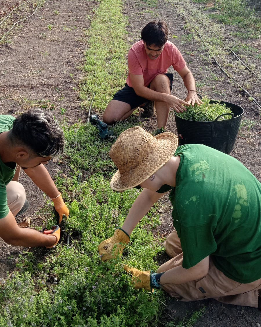 testim_mallorca's tweet image. 🧑🏼‍🌾 Aquesta setmana ha estat el moment de collir i netejar tot el bancal del poliol. Com sempre, amb equip!

Ara el prepararem per a la infusió menta poliol 👏🏼.

#elNostreMoment #testim #infusions