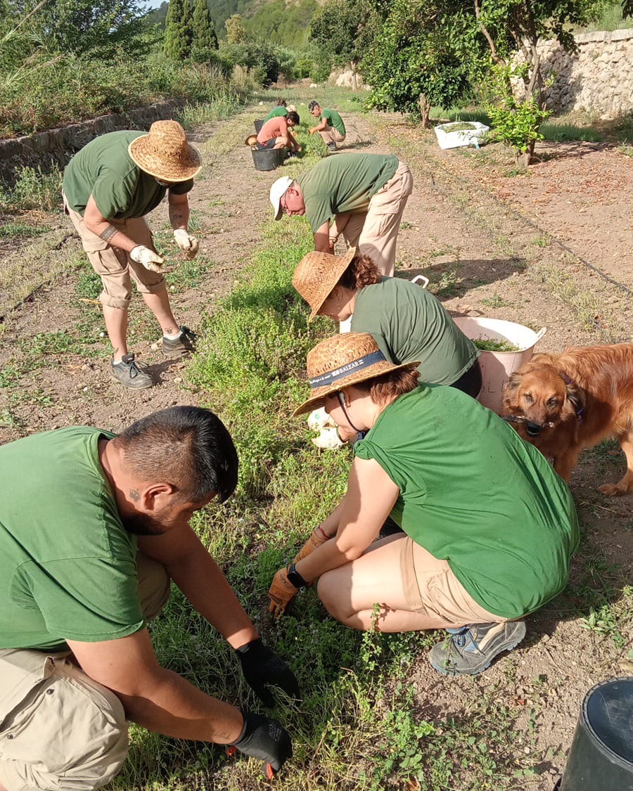 testim_mallorca's tweet image. 🧑🏼‍🌾 Aquesta setmana ha estat el moment de collir i netejar tot el bancal del poliol. Com sempre, amb equip!

Ara el prepararem per a la infusió menta poliol 👏🏼.

#elNostreMoment #testim #infusions
