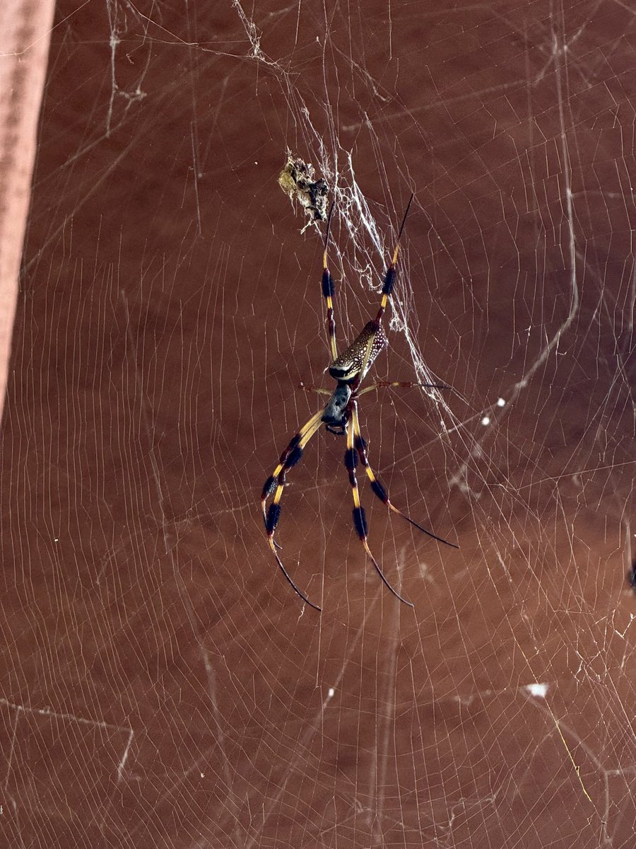 ♈ ARIES (Node 1)
The Queen at the back gate sees you charging toward an opening no one else dares approach. This is your moment to move — not to wait for permission. What you start now will carry fire into the next cycle.
Tarot: The Emperor — Authority, stability, claiming your