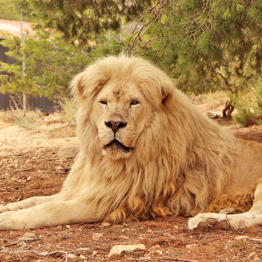 🦁 Al viejo león Bryan le va muy bien en nuestro centro de rescate de AAP en España, y como vemos en esta foto... ¡tiene un espectacular aspecto! 🥰 Pasa la mayor parte del día descansando, es un león muy tranquilo💚.