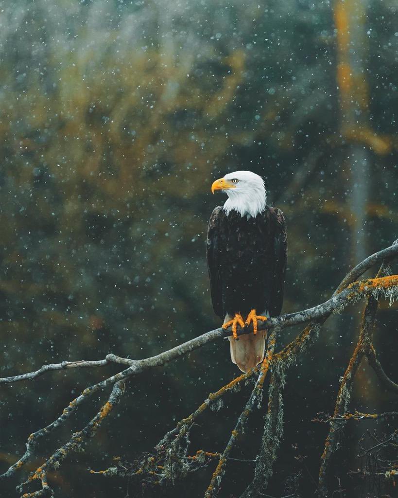 مساء النور🤍🌹✨🕊