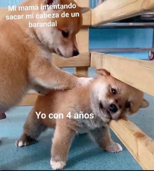DiloConPerritos's tweet photo. https://t.co/lgw2vXgSPc