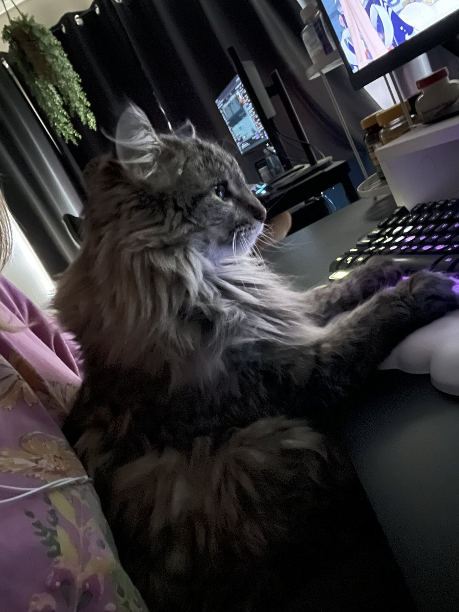 katydid 🌞 tweet media