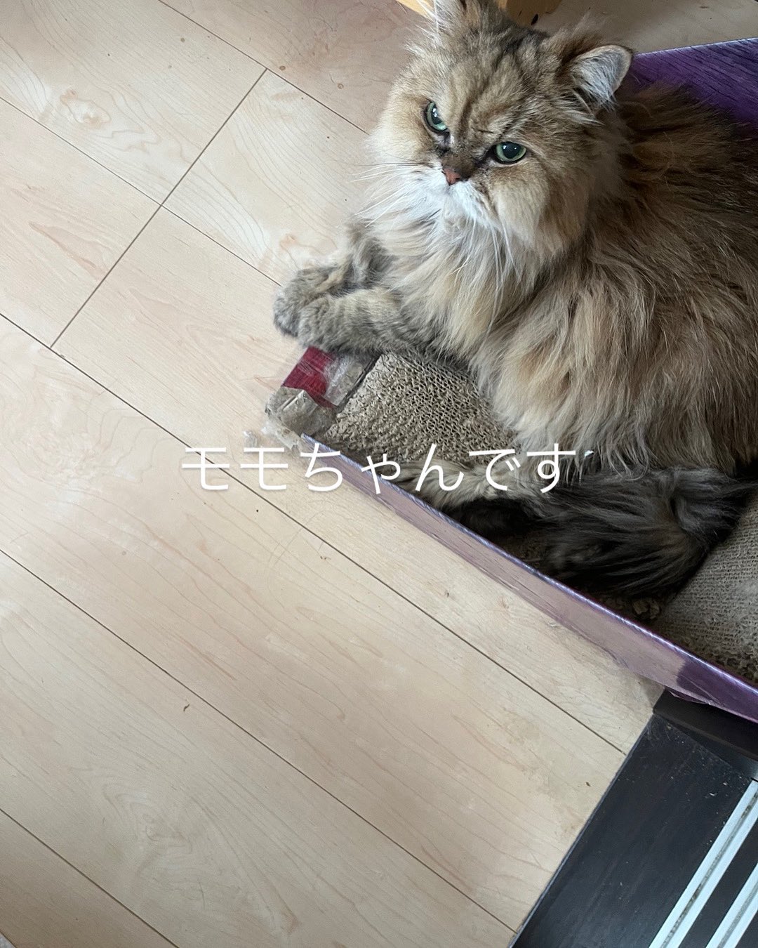 【猫モモちゃんさま専用】 mqdefault.jpg