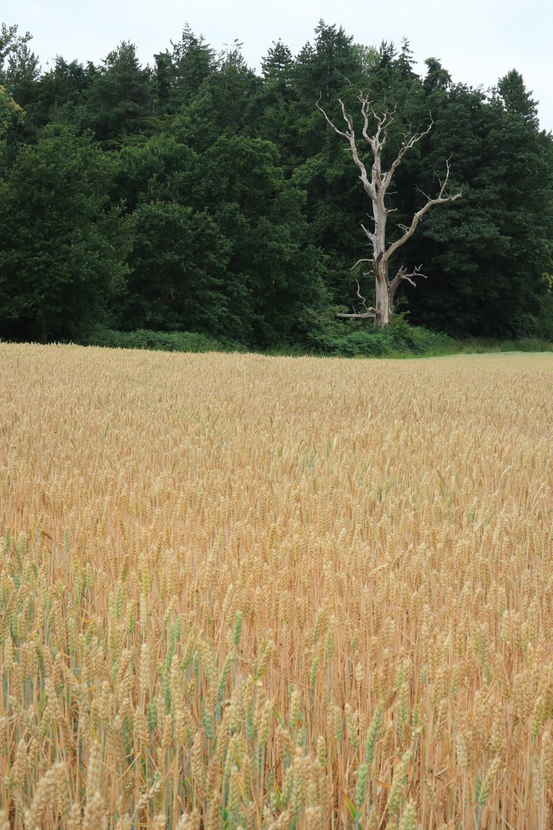 RobRambler214's tweet image. The fab #PinMill ❤️ 🚶 through 🌳 by the #RiverOrwell ⛵ heading to #FrestonTower via #Woolverstone &amp;amp; St Michael's #Church then back to #Chelmondiston #Suffolk #VisitSuffolk #Boats #PhotosofBritain #Summertime #Countryside #VisitBritain #YourBritain #VisitEngland #England