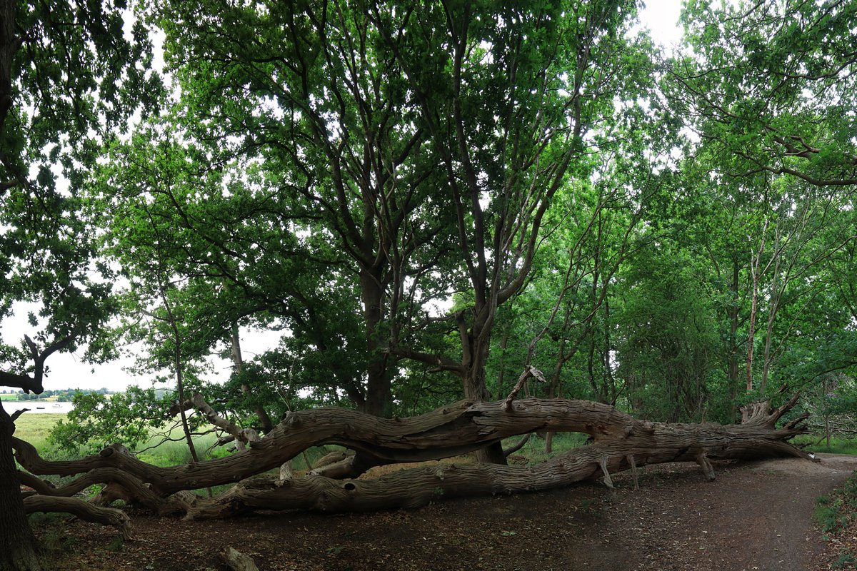 RobRambler214's tweet image. The fab #PinMill ❤️ 🚶 through 🌳 by the #RiverOrwell ⛵ heading to #FrestonTower via #Woolverstone &amp;amp; St Michael's #Church then back to #Chelmondiston #Suffolk #VisitSuffolk #Boats #PhotosofBritain #Summertime #Countryside #VisitBritain #YourBritain #VisitEngland #England