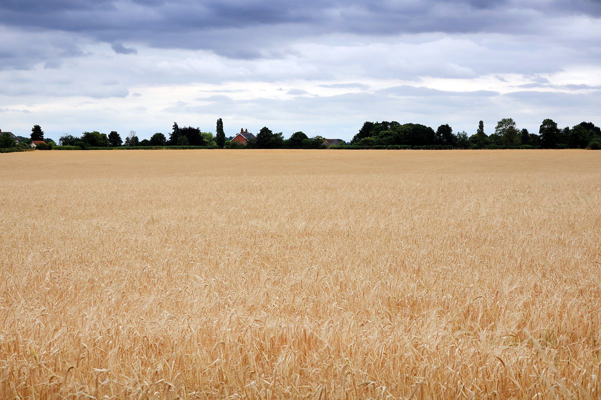 RobRambler214's tweet image. The fab #PinMill ❤️ 🚶 through 🌳 by the #RiverOrwell ⛵ heading to #FrestonTower via #Woolverstone &amp;amp; St Michael's #Church then back to #Chelmondiston #Suffolk #VisitSuffolk #Boats #PhotosofBritain #Summertime #Countryside #VisitBritain #YourBritain #VisitEngland #England