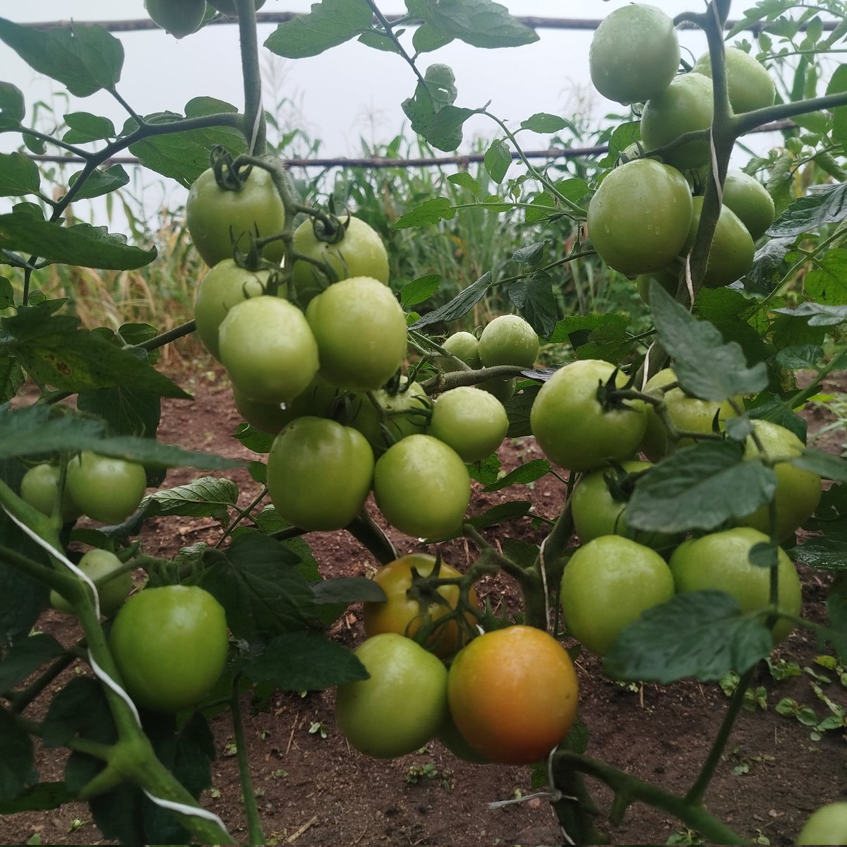 PiousAniat's tweet photo. I am a Farmer in Ile-Ife, Osun State. https://t.co/HhxQ3FvDwf