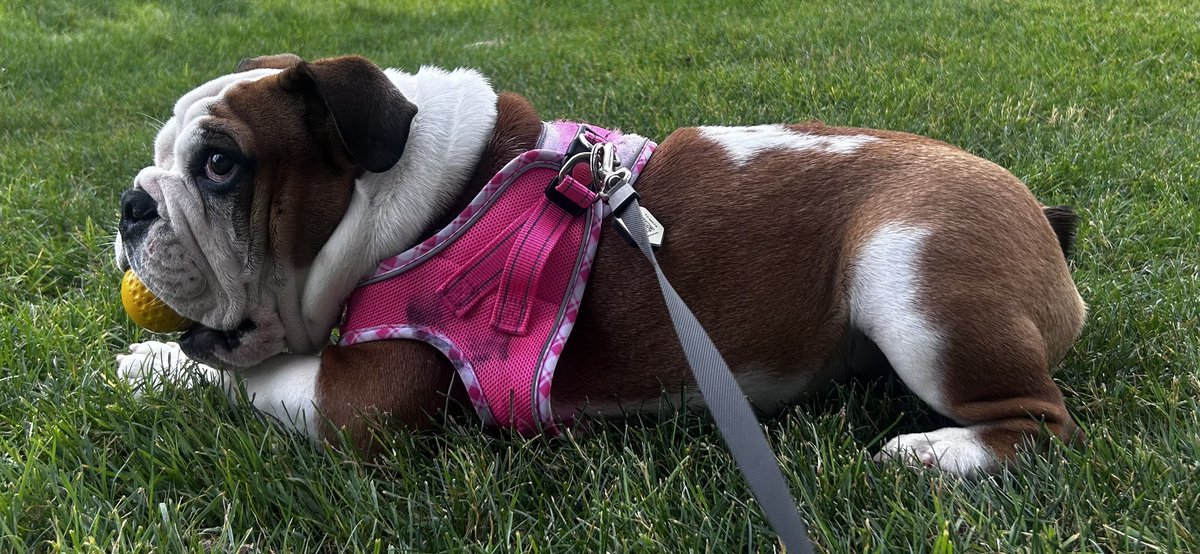 #belleday <a href="/BlueBellCC/">Blue Bell CC</a> <a href="/PeloGolf/">Megan Grosky</a>