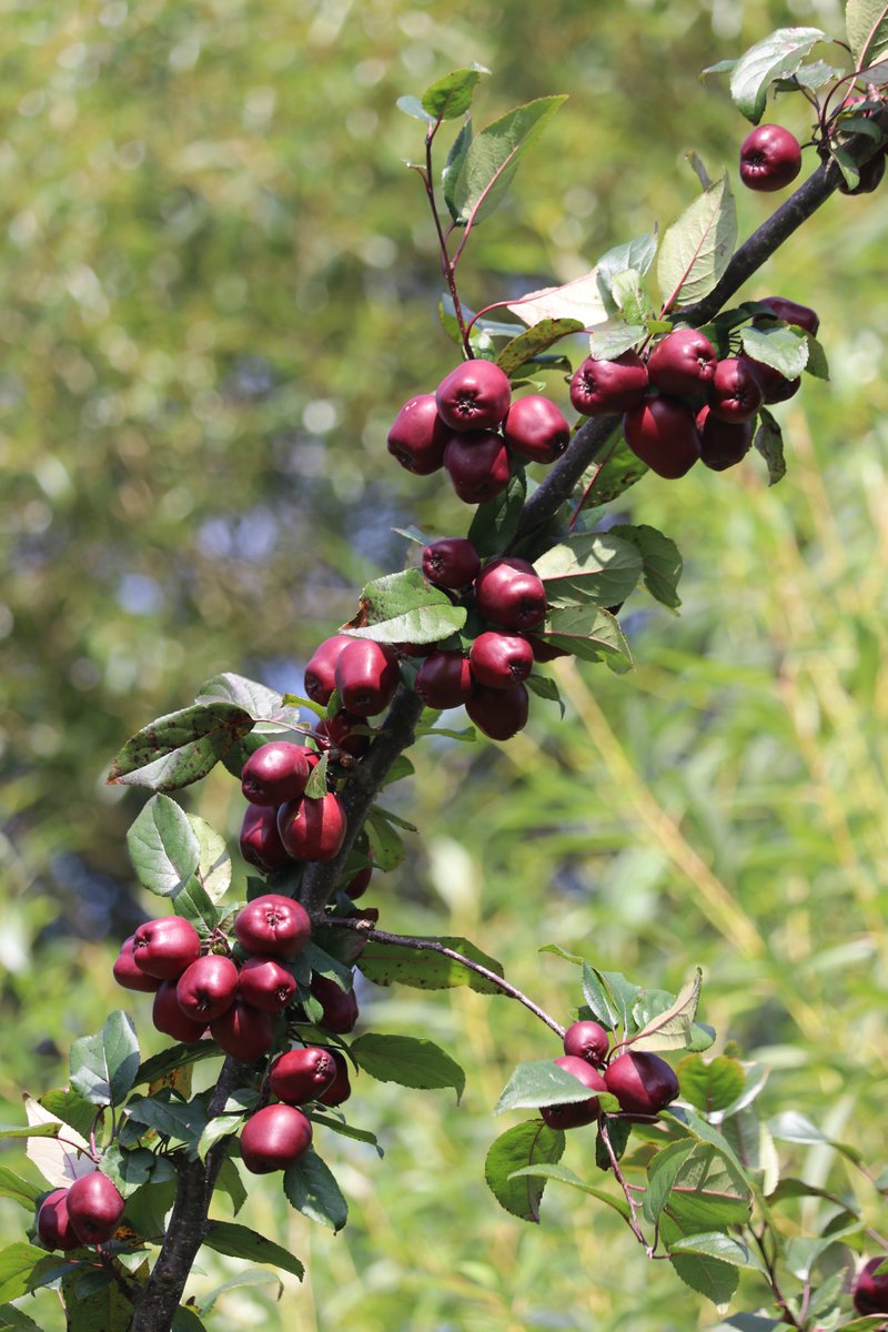 TTNewbridge's tweet image. This is one of the Lough Key Crab Apple trees planted in the #LiffeyLinearPark

It’s vibrant deep pink coloured blossom have now been replaced with a wonderful crop of small egg-sized
deep crimson apples.

Perfect for picking in September &amp;amp; making wonderful jams!

#FruitTrees