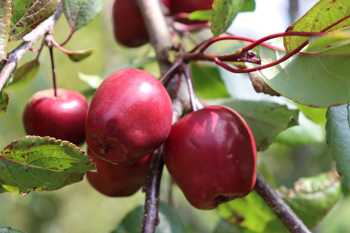 TTNewbridge's tweet image. This is one of the Lough Key Crab Apple trees planted in the #LiffeyLinearPark

It’s vibrant deep pink coloured blossom have now been replaced with a wonderful crop of small egg-sized
deep crimson apples.

Perfect for picking in September &amp;amp; making wonderful jams!

#FruitTrees