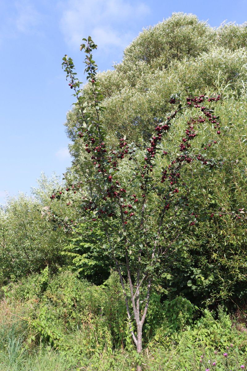TTNewbridge's tweet image. This is one of the Lough Key Crab Apple trees planted in the #LiffeyLinearPark

It’s vibrant deep pink coloured blossom have now been replaced with a wonderful crop of small egg-sized
deep crimson apples.

Perfect for picking in September &amp;amp; making wonderful jams!

#FruitTrees