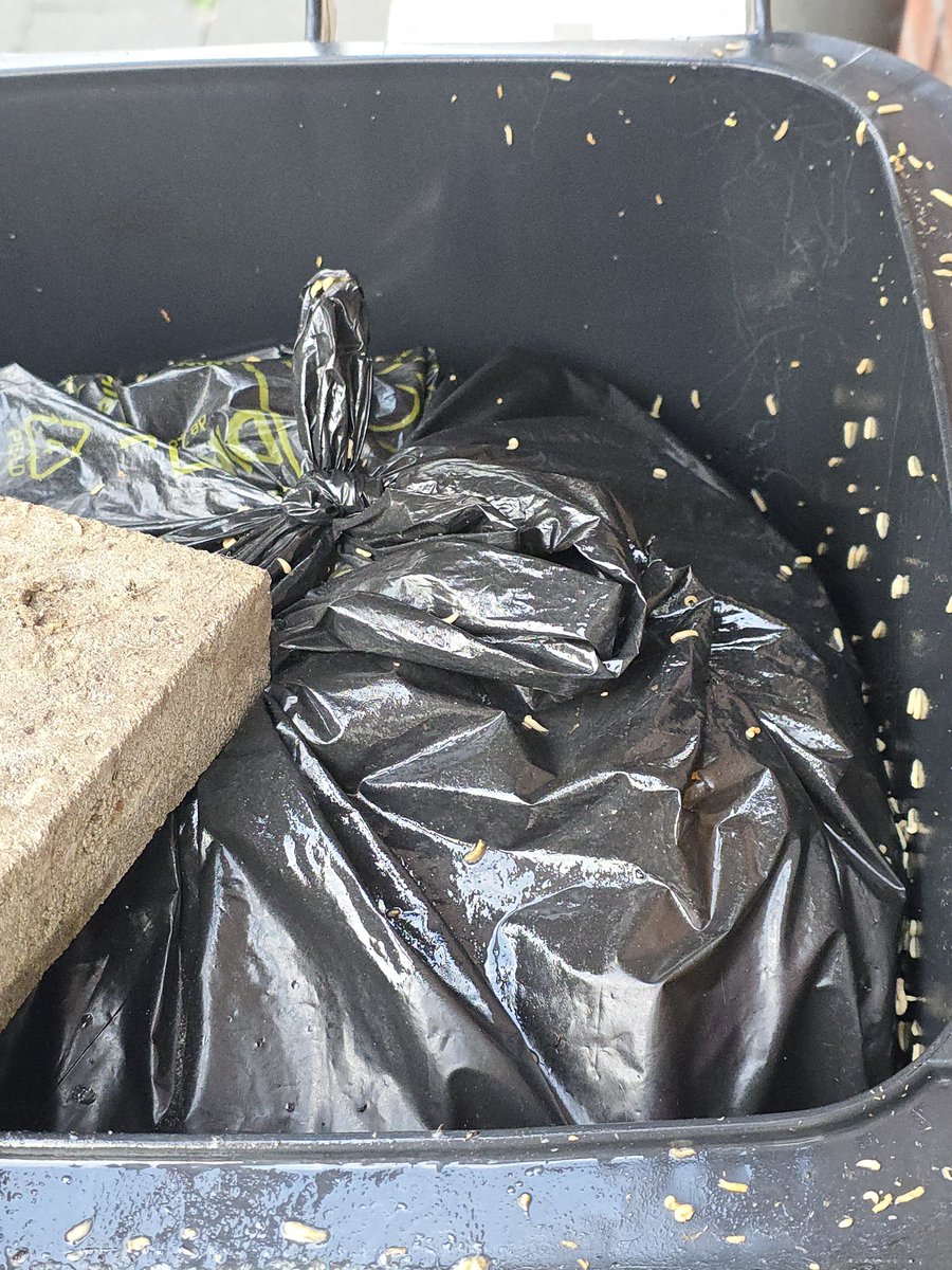 Saschadeb's tweet photo. @haarlemmermeer @meerlanden waarom worden de rest afvalbakken in de zomer niet vaker geleegd? Er zit kattenzand in 'aangezien dat niet bij het GFT mag' maar dit is ronduit goor en dan heb ik de helft er al afgehaald. https://t.co/RQz9TCvpyP