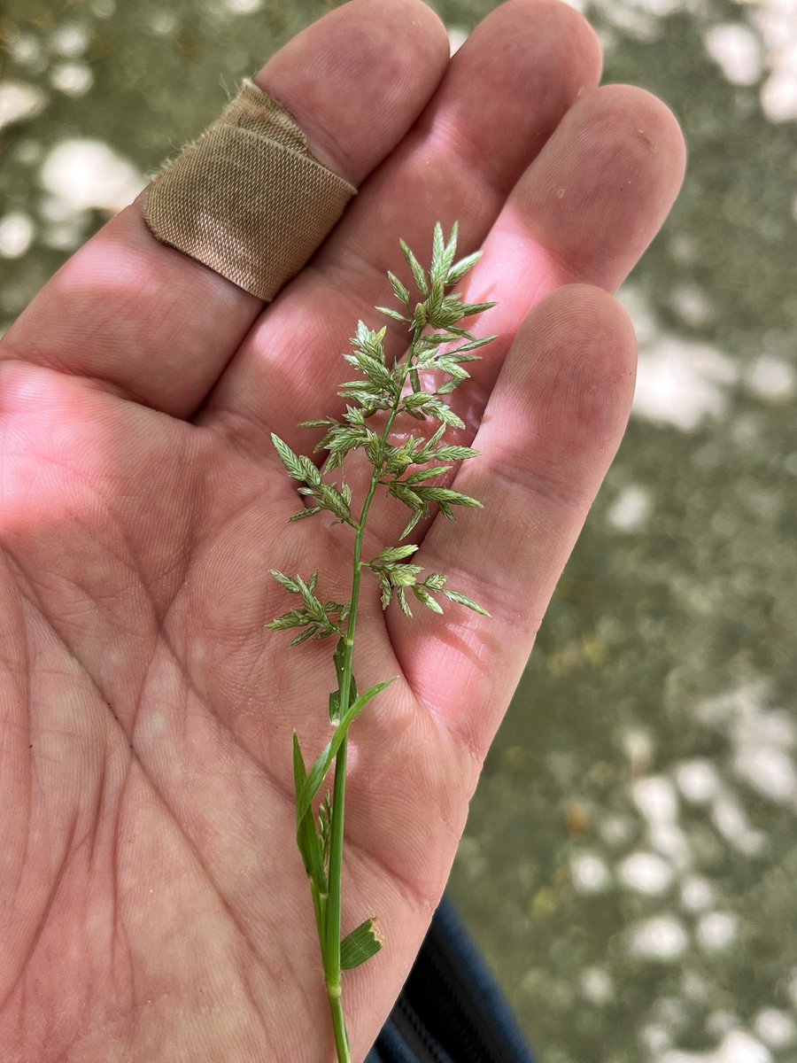 kennethdclayton's tweet image. A colleague &amp;amp; expert on grass ID told me he was once corrected by Dr. AJ Powell having misidentified this grass as a Poa spp. and never forgot that. He corrected me when I made the same mistake &amp;amp; I won’t forget. I found this grass,Eragrostis cilianensis, on campus yesterday.