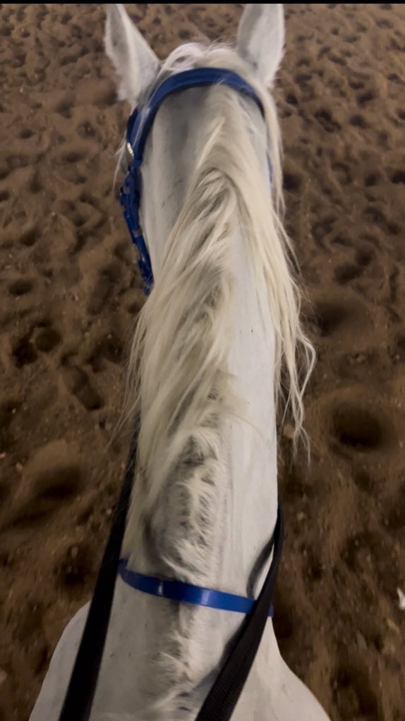 r7_smo's tweet photo. يأتي الجمالُ دائماً على هيئة خيل 🐎✨ https://t.co/dxyQ8dmnJW