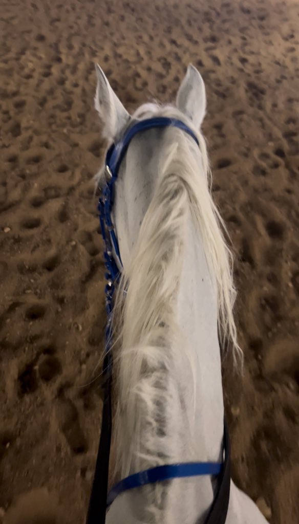 يأتي الجمالُ دائماً على هيئة خيل 🐎✨