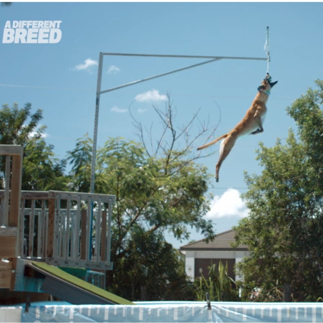 A Different Breed to be released on August 18th on Amazon Prime!  Talamas is proud to have played a part 
Trailer link: youtu.be/-TqAJeH3ajc?si…