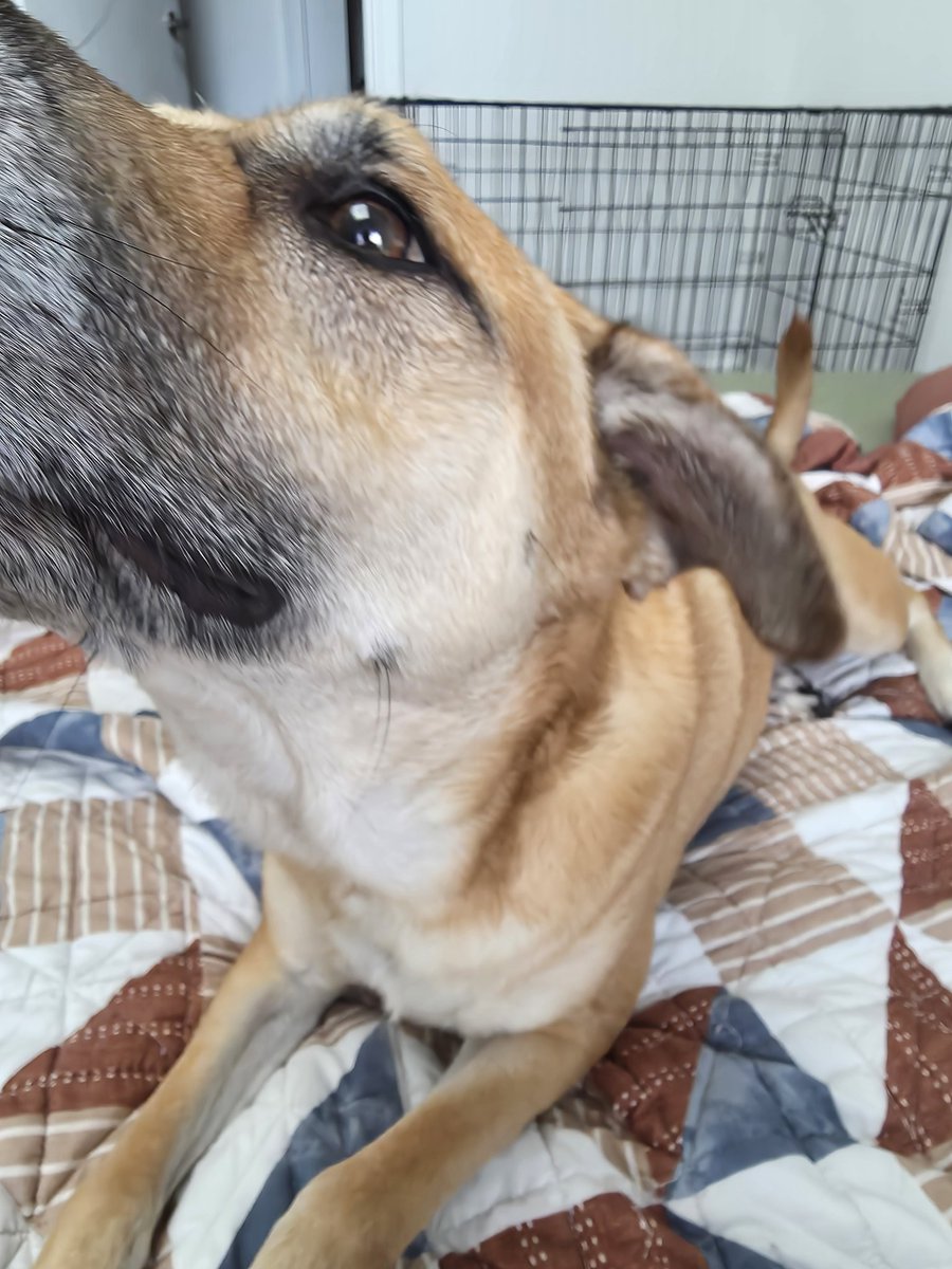 Sniff checkpoint