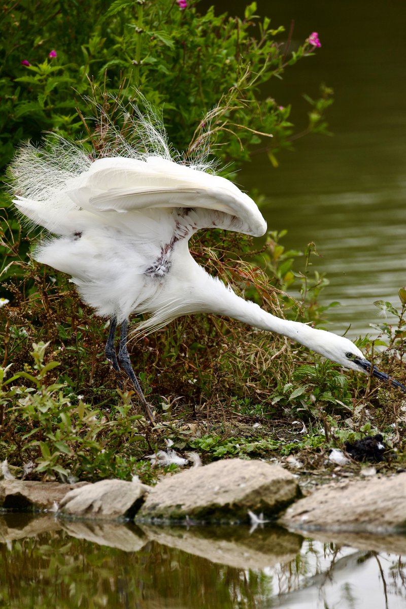 Go on then! ... <a href="/WWTSlimbridge/">WWT Slimbridge</a>  @Slimbridgewild @RSPB ...