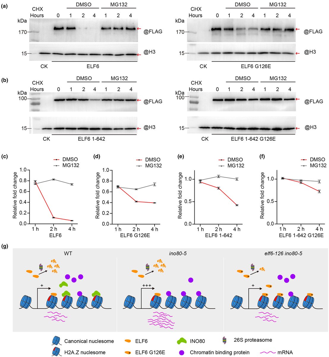 NewPhyt's tweet image. ELF6 mutation suppresses the dwarf phenotype of #Arabidopsis INO80 mutant by modulating cell cycle progression

📖 ow.ly/LACo50WF9HC
by Wang et al.

@WileyPlantSci #PlantScience #cellcycle