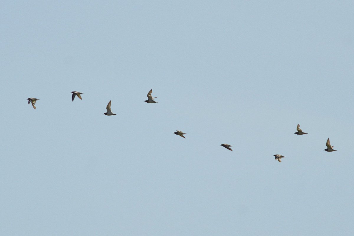 Turnstones at a packed New Brighton this afternoon.