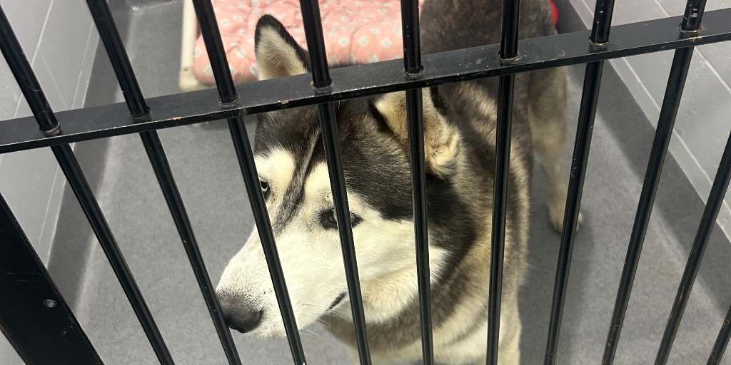 ** Found Dog **
Town of Gravenhurst By-law Services picked up this dog from the Gravenhurst Wharf. 
Description: Husky, intact male, no collar, very friendly 
🐶 Let's get this guy home! He was taken to the Orillia SPCA (705) 325-1304