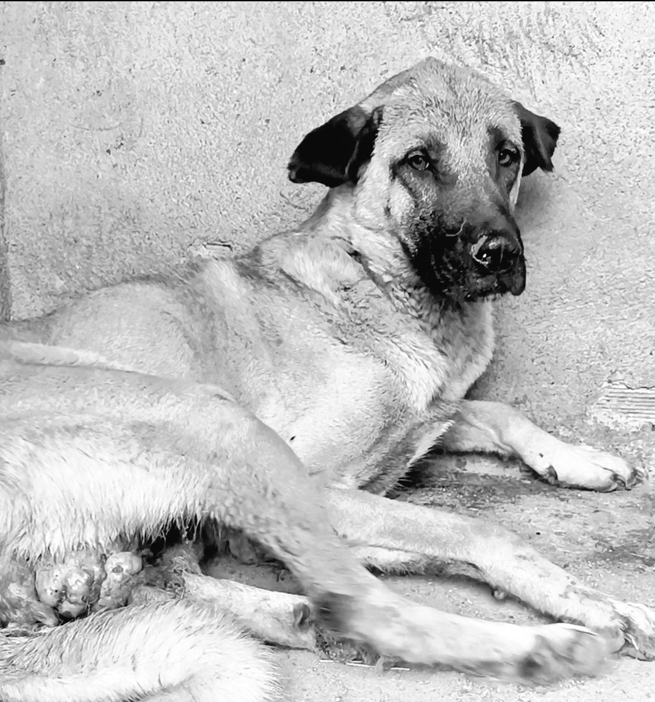 Vajina bölgesinde oluşan tümör için 1 haftadır destek arıyoruz ama videosu hassas içerik olduğu için erişim  engellendi.😔Kaldık ortada.Tedavi masrafları için 200₺ destek olabilecek 121 kişi arıyorum. Videosunu aşağıya ekledim.Bakalım etkileşim olacak mı?Lütfen paylaşır mısınız?
