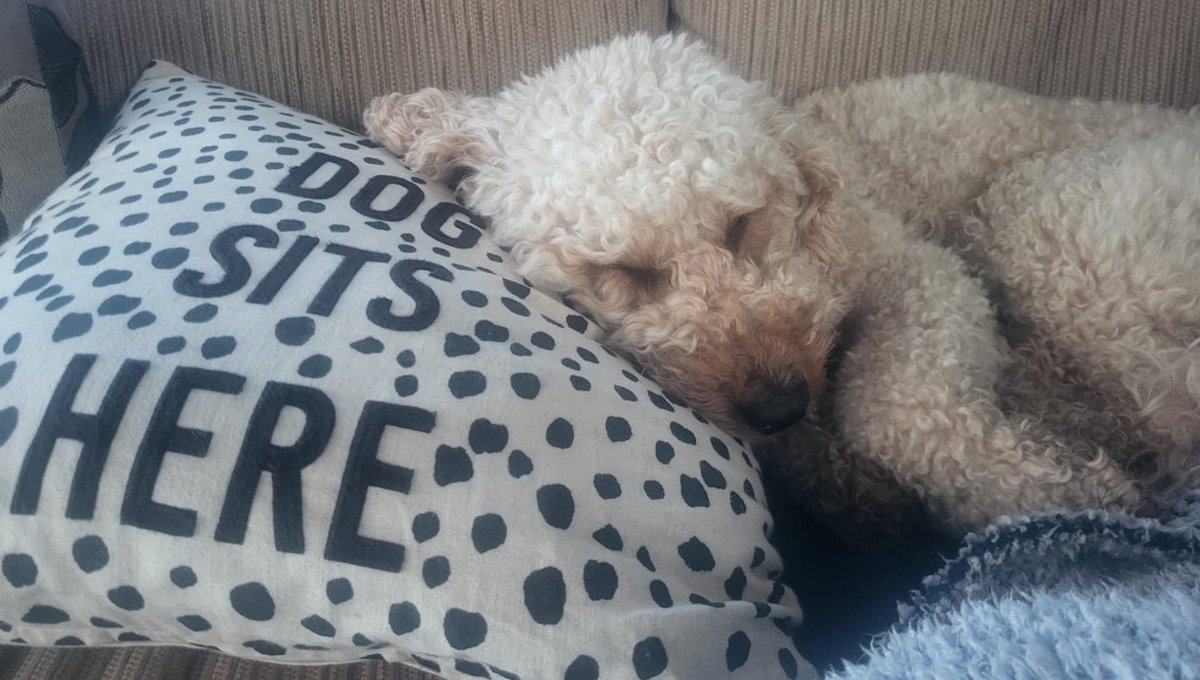 Marsh2Gary's tweet photo. He's got such a hard life! https://t.co/0jLIMSphVW