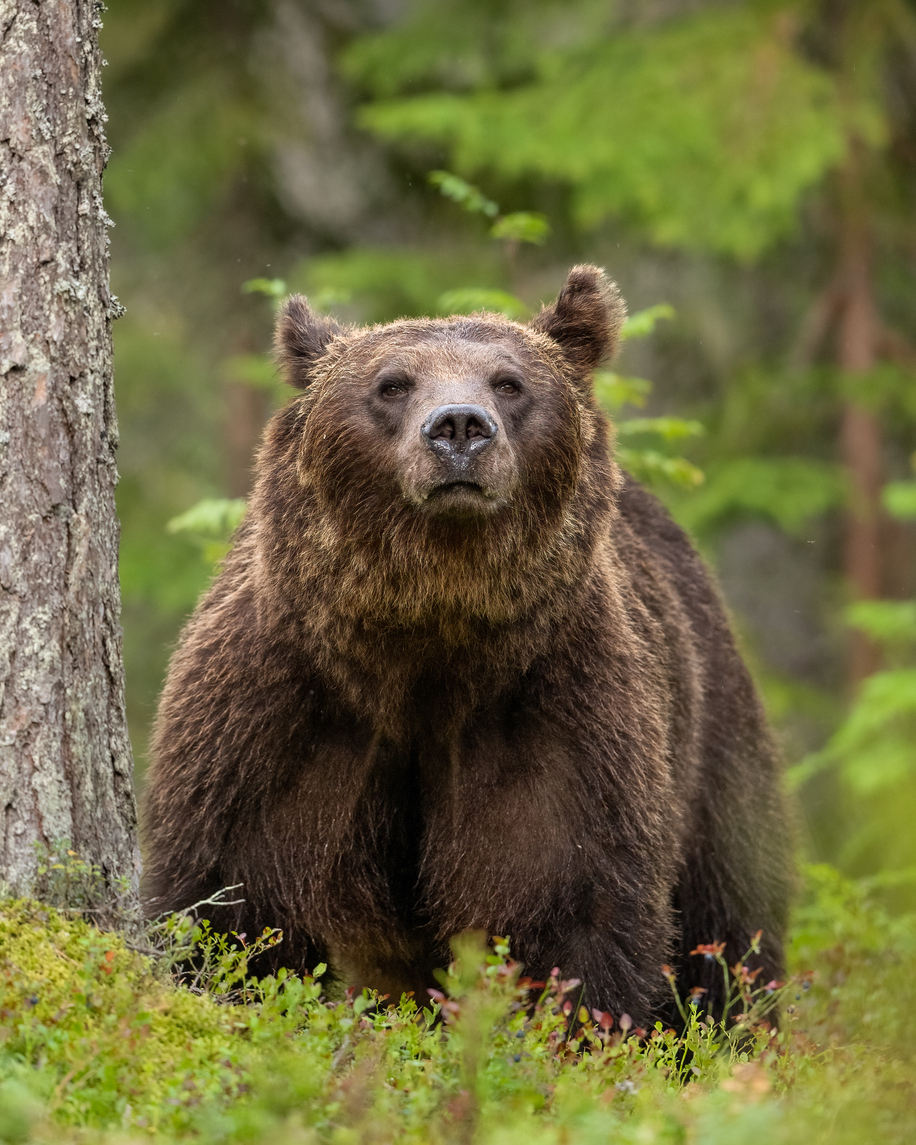 Brown Bears look their best, naturally. The rest of us need a little help sometimes.

Keep your ride looking fierce and fabulous with a visit to your neighborhood Brown Bear: bit.ly/4lYIB8P