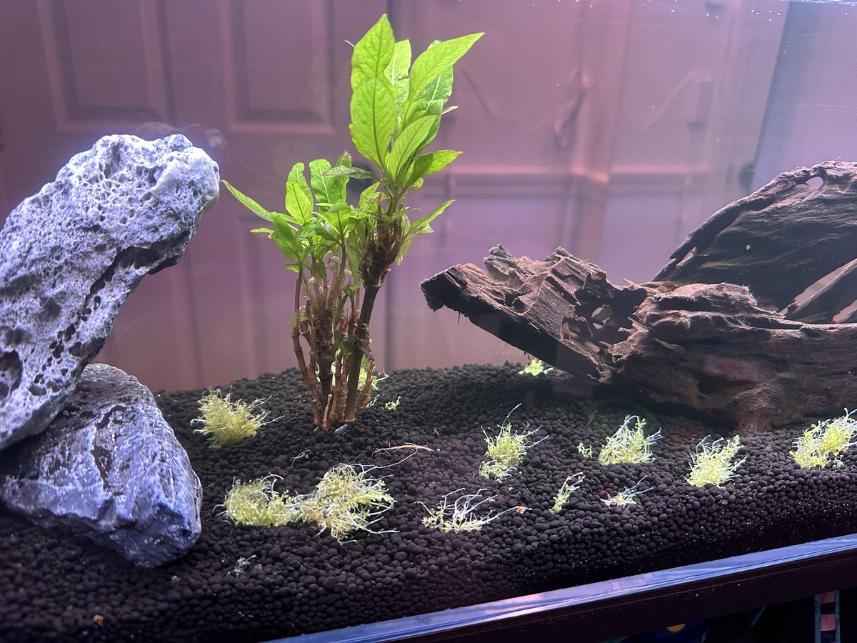 Lil Fish tweet media