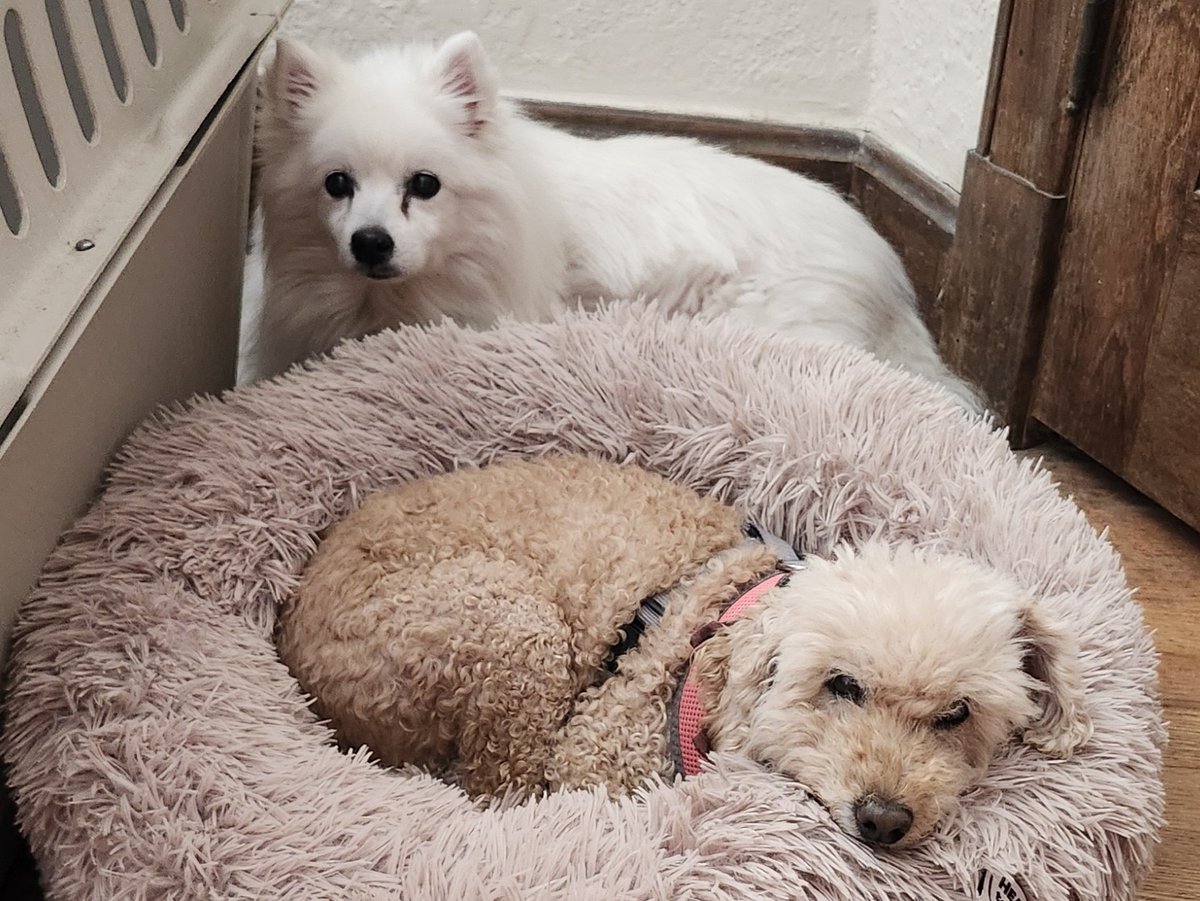 eskiedog1's tweet photo. Happy gotcha day to Daisy and Robin! Our bonded pair (aka the Golden Girls) have found a loving home. A huge thank you to Pastor Kay who adopted them. Daisy is 12 &amp; Robin is 14. What a treat to have them in the group. It's bittersweet to see them go - we'll miss them! 💞 #AERSTL https://t.co/5FQnZLrwov