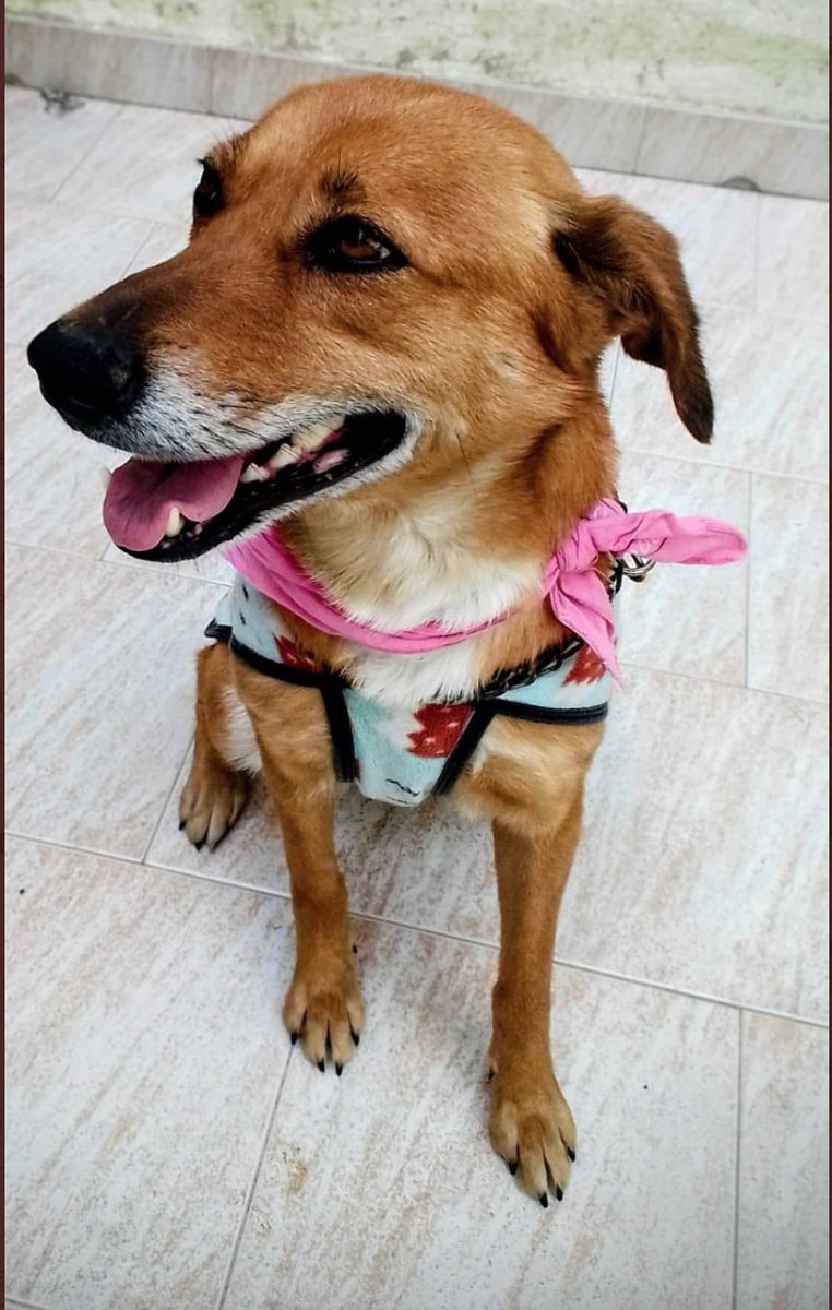 Puchi (@lagarzasosa_) on Twitter photo Margarita tiene entre 5 años . Su “dueños” fueron desalojados de la casa y la dejaron ahí abandonada. se lleva con perros y con gatos. Busca hogar para siempre por favor compartan zona Beccar, san Isidro.
Daiana Contacto 1160104920 Mail dcastagnola13@gmail.com RT por favor Margarita tiene entre 5 años . Su “dueños” fueron desalojados de la casa y la dejaron ahí abandonada. se lleva con perros y con gatos. Busca hogar para siempre por favor compartan zona Beccar, san Isidro.
Daiana Contacto 1160104920 Mail dcastagnola13@gmail.com RT por favor