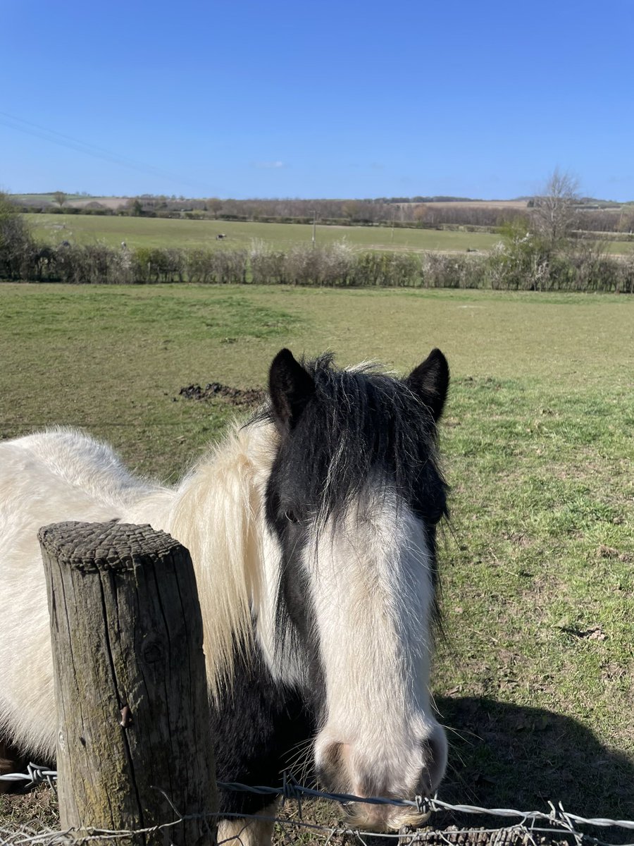🇬🇧🛁🌳🗿🐴