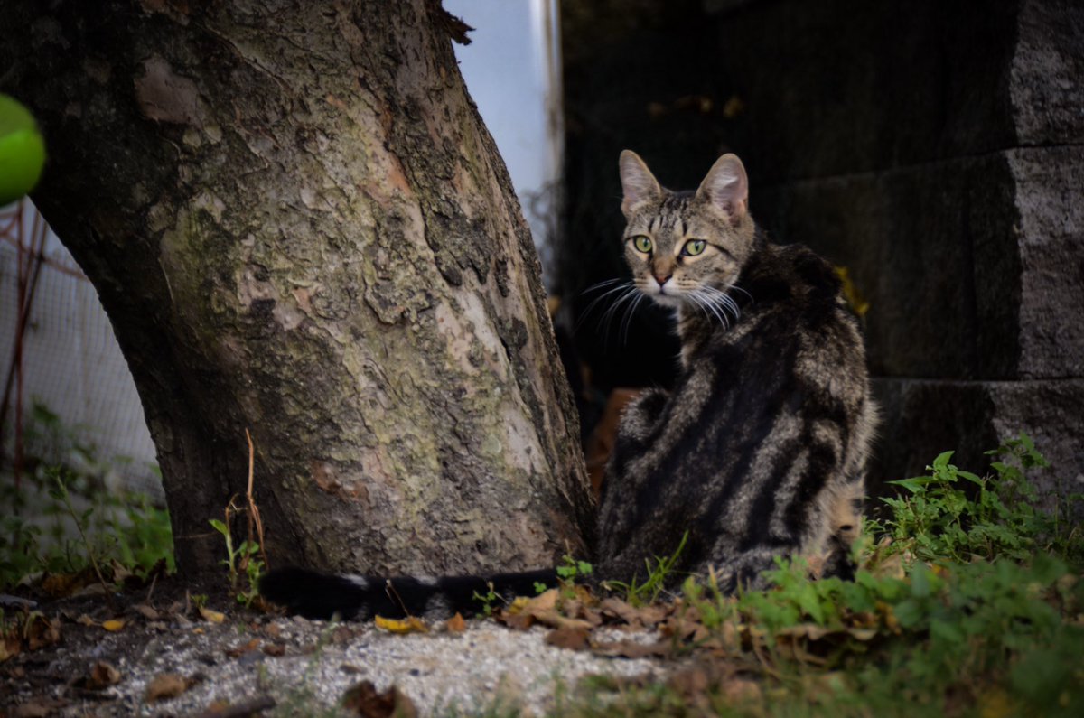 pablo_re_sales's tweet photo. Feral Tabby yard watch on duty! Keeping the neighborhood safe one nap at a time. 🐾 #FeralTabby #CatWatch #YardGuard #CatLovers #PetPhotography #TabbyCat #PabloLopez2025" https://t.co/VNQMUXxGh0