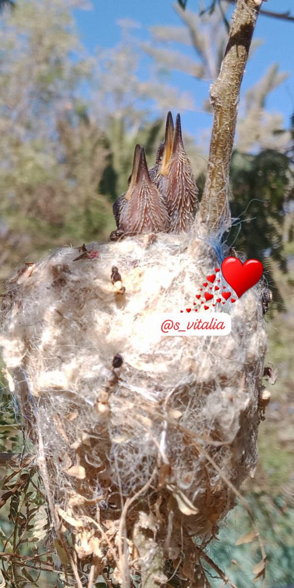 Te agradecemos madre tierra por esta belleza…
Desde Pica, mis bebés… #pica #iquique #13Agosto #VitaColibri #CarpeDiem #avesEnVuelo #MiColibri 
#colibri #picaflor #hummingbird 
#birdphotography #bird #birdlovers  #birdsonearth #birdsCaptures #birdsphotography Buen día♥️
