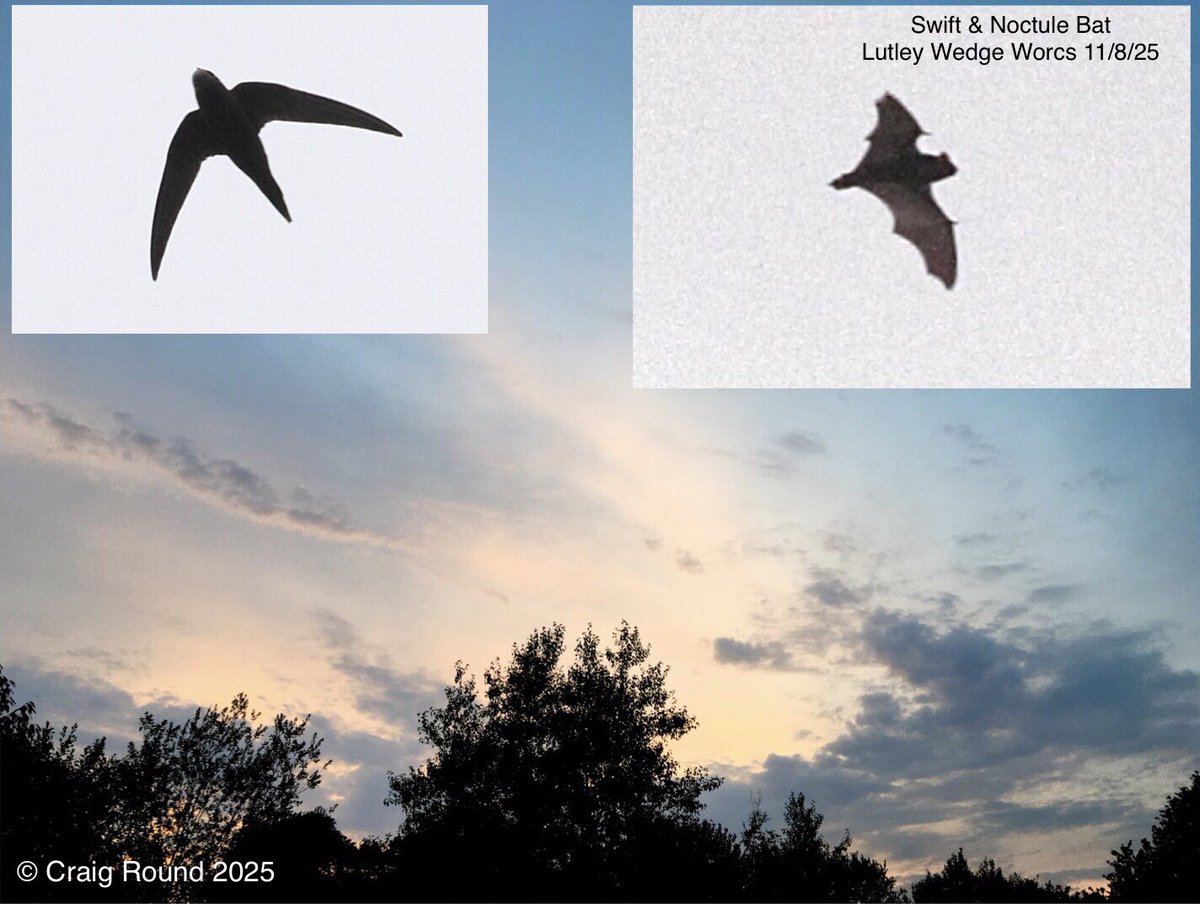 Lutley Wedge Worcs 11/8
2 Noctule Bats flew over at Wassell Grove pools heading East at dusk. Also a flock of 33 Swallow flew East, 8 Swift &amp; 5 House Martin over.
<a href="/Worcs_bird/">Worcestershire Bird Records</a> #WorcsBirds
<a href="/worcmammals/">Worcester Mammals</a> <a href="/WorcsBRC/">Worcestershire Biological Records Centre</a> #ukbats <a href="/_BCT_/">Bat Conservation Trust</a> <a href="/WorcsWT/">Worcs Wildlife Trust</a>