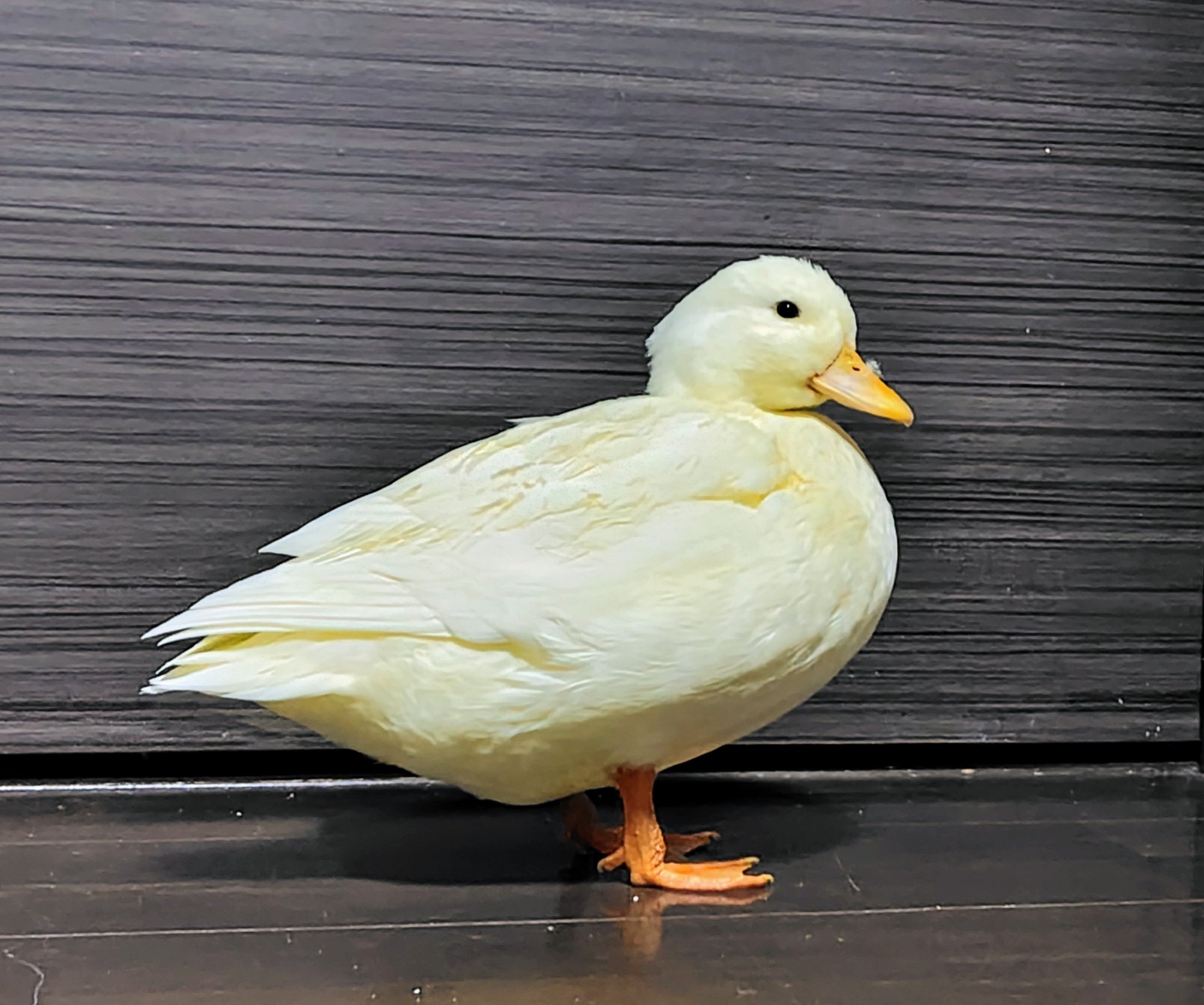 たっくん on X: 