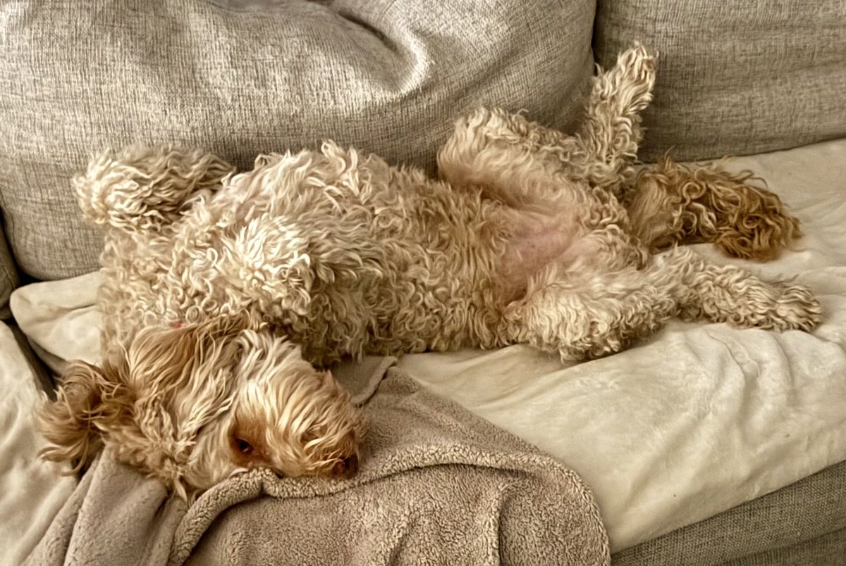 Earl of FrunkPuppy tweet media