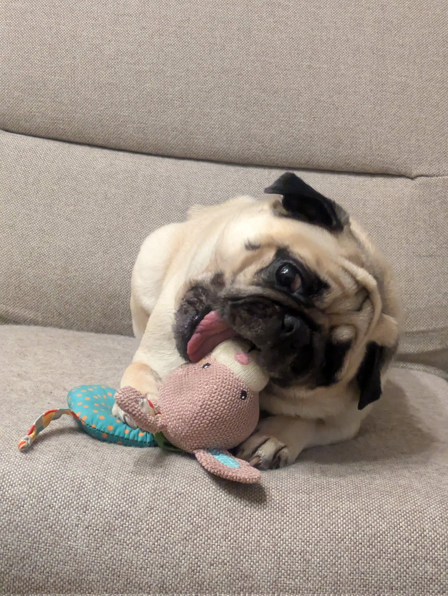 Tomochi99736397's tweet photo. あおちゃん5歳ꉂ 🤭
 #パグ  #パグかわいい https://t.co/1eHqwqd1Lo