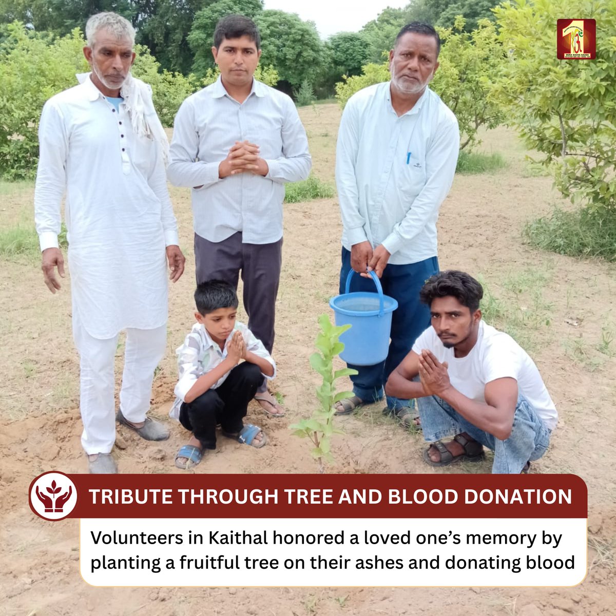 DSSNewsUpdates's tweet photo. In Kaithal, volunteers honoured a beloved’s memory by planting a fruitful tree on their ashes and donating blood. The tree will nourish the earth for years to come, while the blood will support patients in need — a true blend of care for nature and humanity.

#DeraSachaSauda #SaintMSG #BloodDonation #TreePlantation #GreenEarth #LifeBeyondLife #Kaithal #GurmeetRamRahim