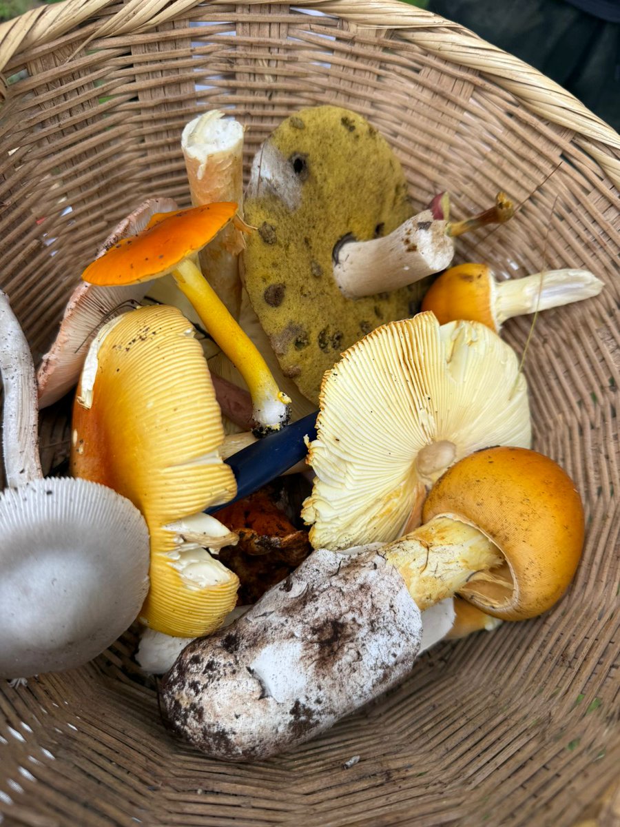 fungipeople tweet media