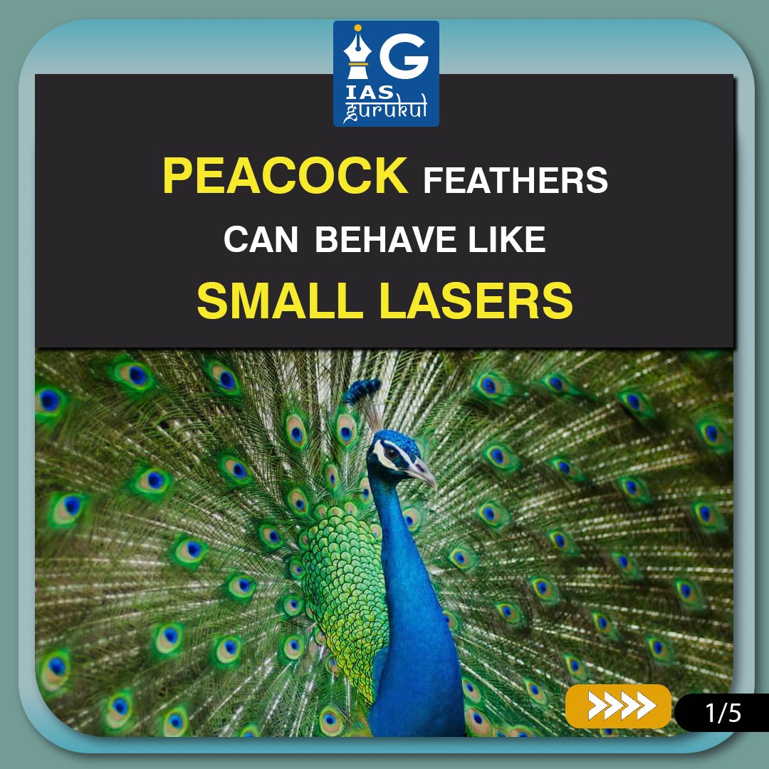 iasgurukul's tweet image. A new study reveals that peacock feathers, when soaked in rhodamine 6G dye, can act like tiny lasers by bouncing light back and forth inside their microstructures before emitting it.

#PeacockResearch #LaserPhysics #BioOptics #IASGurukul