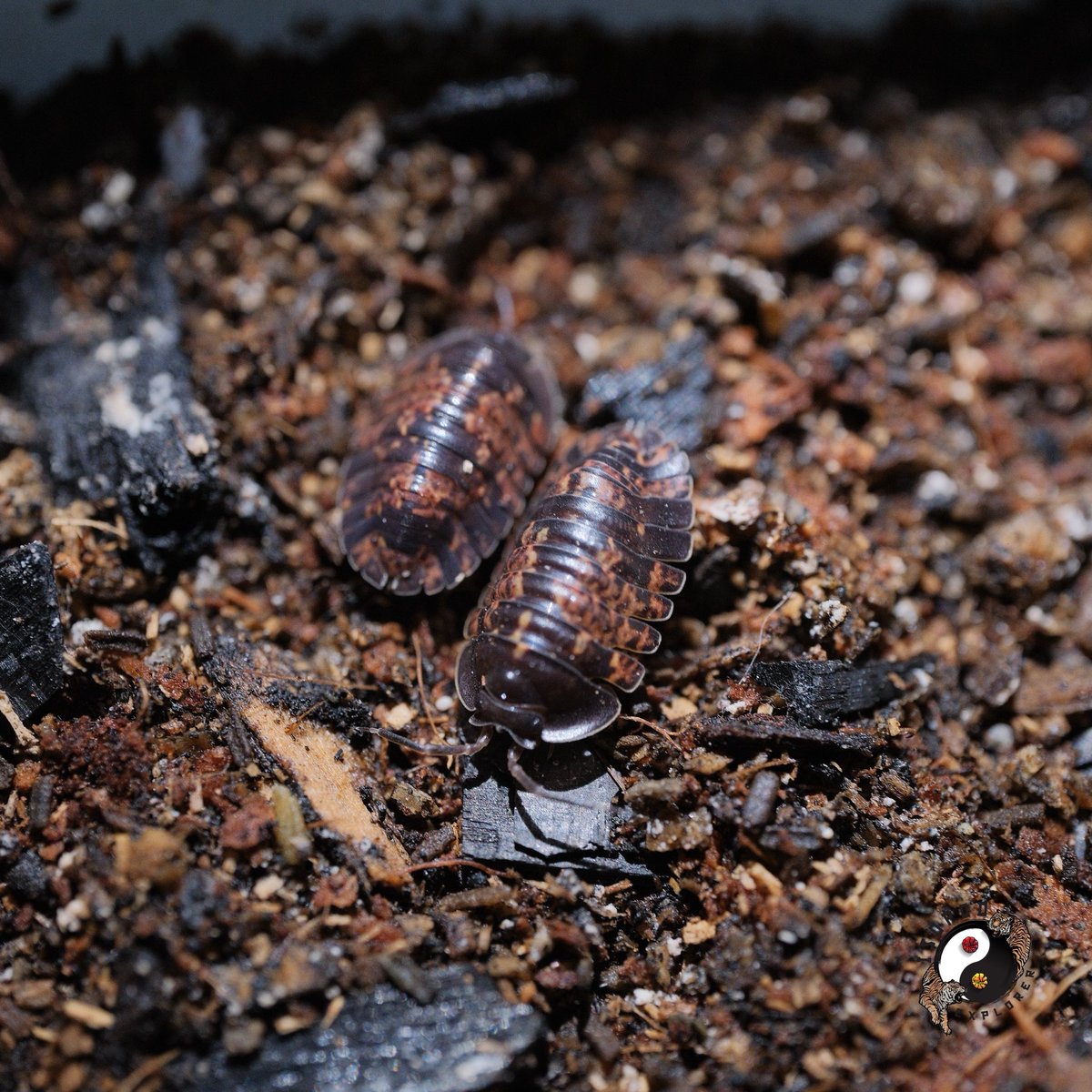 Isopod
Adinda sp “Fire Ember”
Flame fire scar on the body. The pattern is really unique ☄️🔥