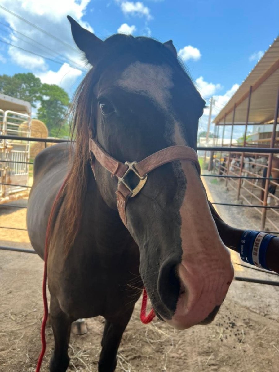 Fanny was run through auction and picked up by the kill buyer!! We have the opportunity to get her before she ships! We need your help! 

paypal.com/donate/?campai…