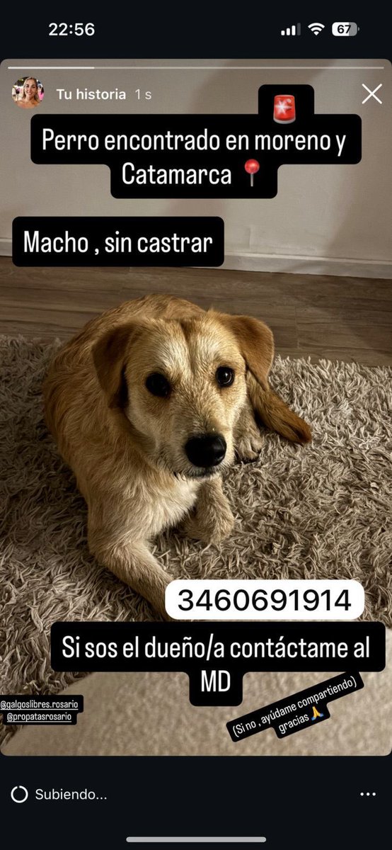 CHU (@renipendino) on Twitter photo Hola, le estamos buscando casa o tránsito a este perrito que aparentemente lo abandonaron, ESTÁ EN ROSARIO 😔 la chica que lo tiene el viernes se va de viaje, es urgente, ayuden a compartir🙏🏻🙏🏻🙏🏻 <a href="/nicolasmaggi87/">Nicolás Maggi</a> <a href="/Rosariotres/">Rosario3.com</a> <a href="/Rosariociudadok/">RosarioLaCiudad</a> <a href="/teleferosario/">Telefe Rosario</a> <a href="/PreciosRosario2/">PreciosRosario</a> Hola, le estamos buscando casa o tránsito a este perrito que aparentemente lo abandonaron, ESTÁ EN ROSARIO 😔 la chica que lo tiene el viernes se va de viaje, es urgente, ayuden a compartir🙏🏻🙏🏻🙏🏻 <a href="/nicolasmaggi87/">Nicolás Maggi</a> <a href="/Rosariotres/">Rosario3.com</a> <a href="/Rosariociudadok/">RosarioLaCiudad</a> <a href="/teleferosario/">Telefe Rosario</a> <a href="/PreciosRosario2/">PreciosRosario</a>